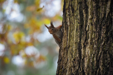 view of a red squirrel on a park