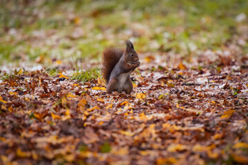 view of a red squirrel on a park