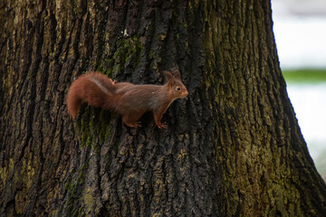 view of a red squirrel on a park