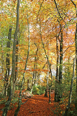 Fototapeta premium Decoy Country Park, Devon in Autumn 