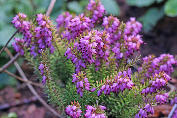 Purple Heather flowering in Spring
