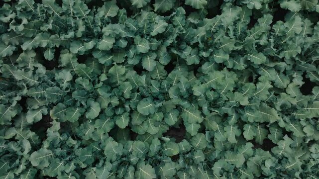 green broccoli plants background