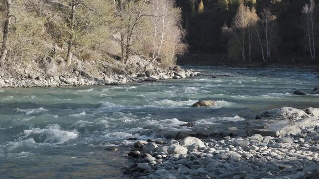 Seething water quickly flows over the stones. Mountain river in autumn against the background of the forest, slow motion. Altai