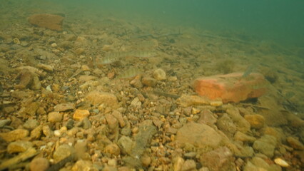 Scuba diving in the lake