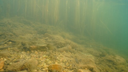 Scuba diving in the lake