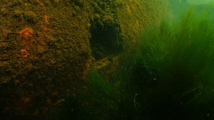 Scuba diving in the clay pit