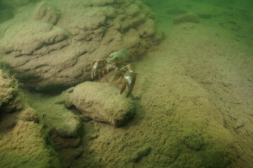 Scuba diving in the clay pit