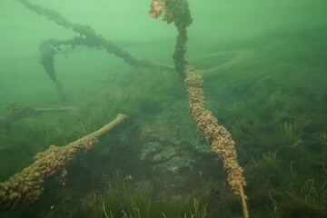 Scuba diving in the clay pit