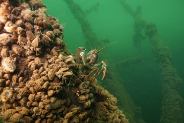 Scuba diving in the clay pit