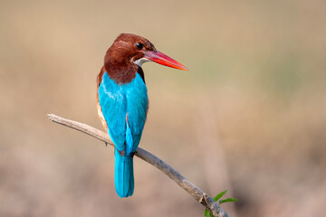 The White Breasted kingfisher 