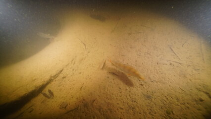 Scuba diving in old clay pit