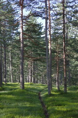 Sunlit Path through a Tranquil Forest