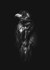 Portrait Of A Juvenile Bald Eagle (Haliaeetus Leucocephalus)