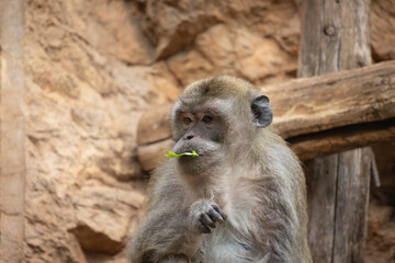 macaque crabier prenant son repas, en gros plan.