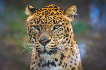 portrait d'une magnifique panthère.