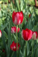 Red with white tulips against green grass background in the garden.