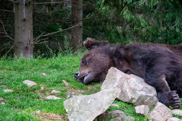 A peaceful scene of a brown bear resting comfortably at a rehabilitation center in the Carpathian Mountains of Ukraine. The bear is lying down amongst rocks and grass in a natural forest setting. 