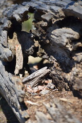 Dead hollow on the ground