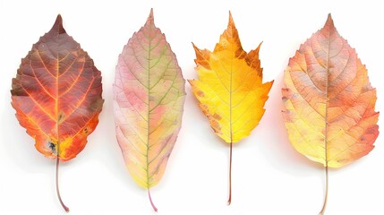 Fototapeta premium Five stages of leaf development isolated on a white background for botanical study