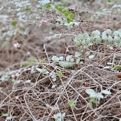Natur, Pflanzen, Winter