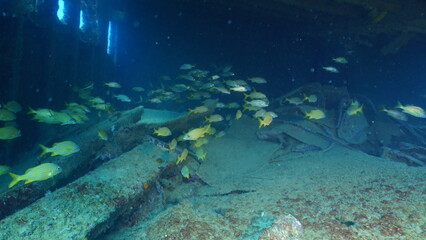 Scuba diving