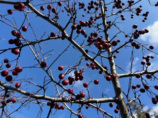Crataegus monogyna red fruits on branch in autumn. Selective focus. May, mayblossom, maythorn, quickthorn, whitethorn, motherdie, haw hawthorn, one-seed hawthorn, or single-seeded hawthorn. 