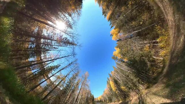 360 degree view looking straight up while driving through an autumn colored forest
