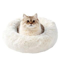Obraz premium Fluffy Cat in Cozy Cream Pet Bed Soft Round Cat Nest Adorable Kitten Pet Supplies Anim