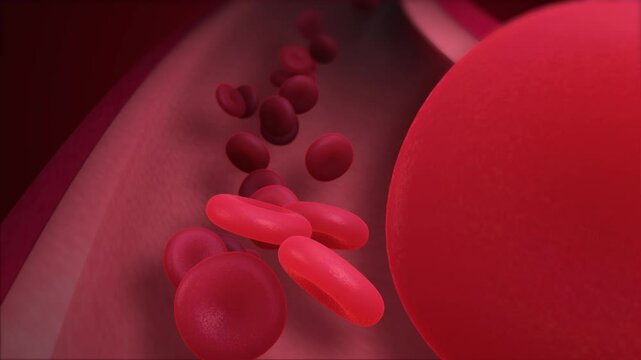 Red Blood Cells in Vessel Animation