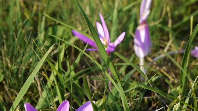Beautiful crocuses on a mountain meadow in the wind