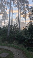 morning in the forest