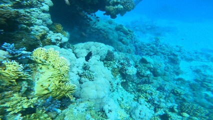 Scuba diving