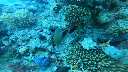 Scuba diving