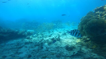 Scuba diving