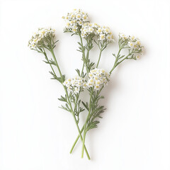 Yarrow medicinal plant for design on a white background with copy space