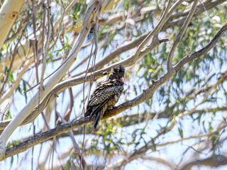 Female Gang Gang Alone In High Tree