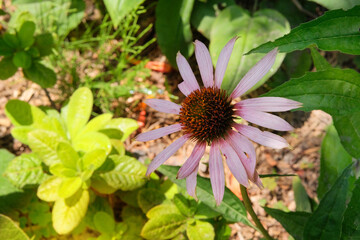 Echinacea in meadow. Plant of Aster family. Ornamental plant. Purple Echinacea grows in meadow or open areas. Cottage garden.