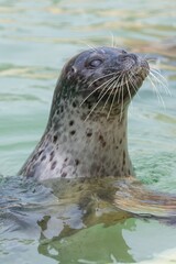 Head shot of a common seal (phoca vitulina) swimming in the water © tom