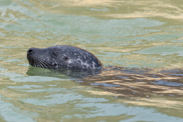 Fototapeta premium Head shot of a common seal (phoca vitulina) swimming in the water