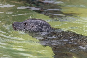 Fototapeta premium Head shot of a common seal (phoca vitulina) swimming in the water