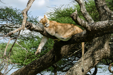A lioness lies on the tree in Serengeti National Park, Tanzania, Africa.
