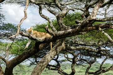 Fototapeta premium A lioness lies on the tree in Serengeti National Park, Tanzania, Africa. 