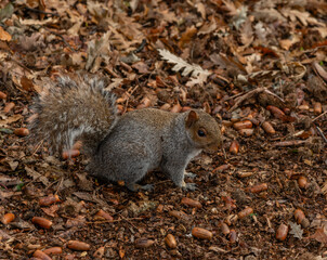 Cute squirrel in Central Park, Manhattan, New York City