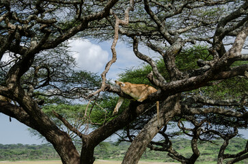 A lioness lies on the tree in Serengeti National Park, Tanzania, Africa.
