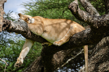 A lioness lies on the tree in Serengeti National Park, Tanzania, Africa.
