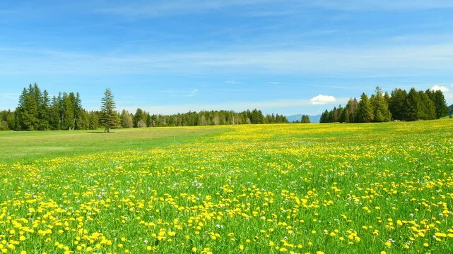 Spring in Bavaria Brings a Beautiful View of Green Meadows and Blooming Wildflowers, Where Nature&rsquo;s Colorful Display and Peaceful Vibes Create a Perfect Natural Retreat