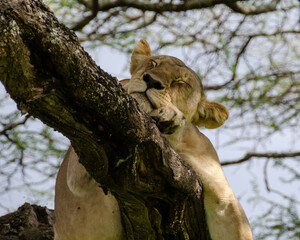 A lioness lies on the tree in Serengeti National Park, Tanzania, Africa.
