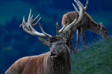 Starker Hirsch will k&auml;mpfen