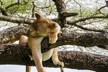 A lioness lies on the tree in Serengeti National Park, Tanzania, Africa.
