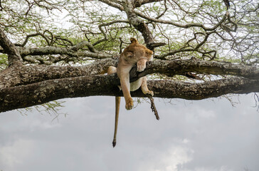 A lioness lies on the tree in Serengeti National Park, Tanzania, Africa.
